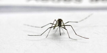 Mais de 90% dos municípios do RS estão infestados pelo Aedes aegypti, diz Secretaria da Saúde