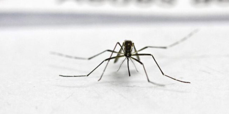 Mais de 90% dos municípios do RS estão infestados pelo Aedes aegypti, diz Secretaria da Saúde