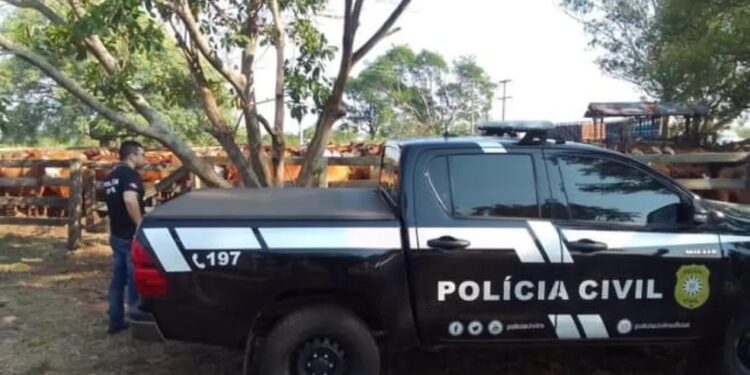 Polícia apreende mais de 200 bovinos após golpe do falso depósito em Itaqui