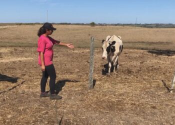 Estiagem: 54% dos municípios do RS decretaram emergência; Hulha Negra tem 1,2 mil propriedades afetadas