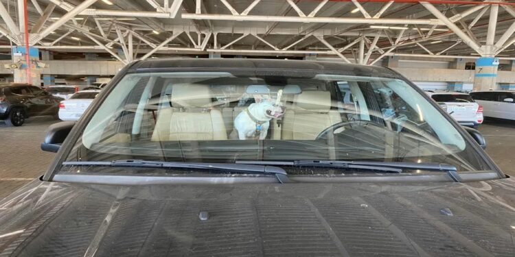 Torcedor é detido após deixar cachorro trancado em veículo para ver partida de futebol em Porto Alegre