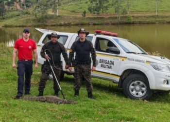 Espécie ameaçada de extinção, jacaré de papo-amarelo é resgatado no interior de Veranópolis