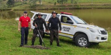 Espécie ameaçada de extinção, jacaré de papo-amarelo é resgatado no interior de Veranópolis
