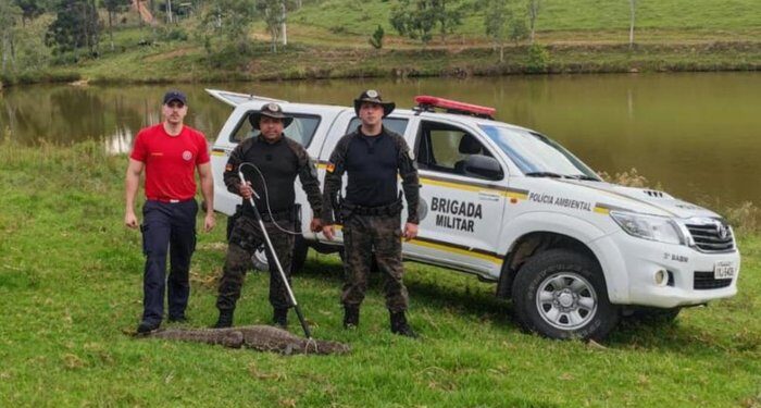 Espécie ameaçada de extinção, jacaré de papo-amarelo é resgatado no interior de Veranópolis