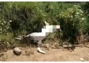 Idoso suspeito de arrastar cachorro até a morte em Bagé é preso