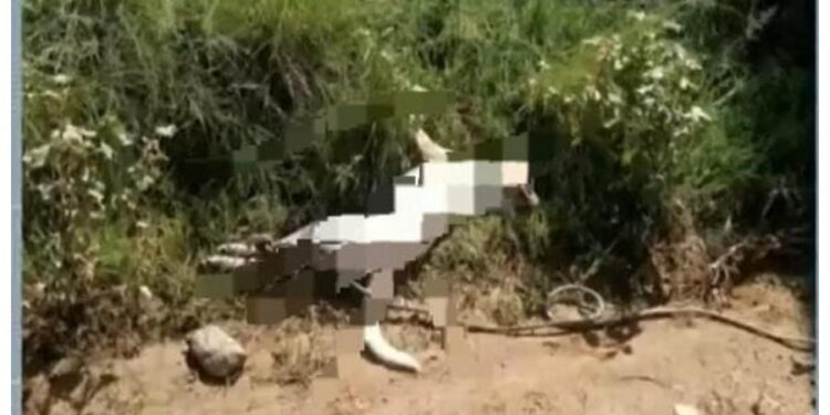 Idoso suspeito de arrastar cachorro até a morte em Bagé é preso