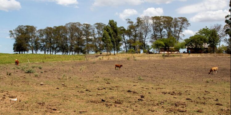 Cidades gaúchas vão receber mais R$ 701 mil para combater seca