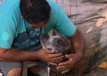 Reciclador de Porto Alegre resgata pitbull prestes a ser abandonado e animal o ajuda a vencer depressão