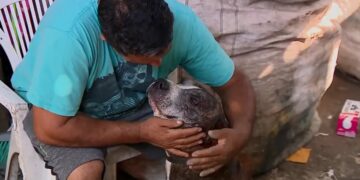 Reciclador de Porto Alegre resgata pitbull prestes a ser abandonado e animal o ajuda a vencer depressão