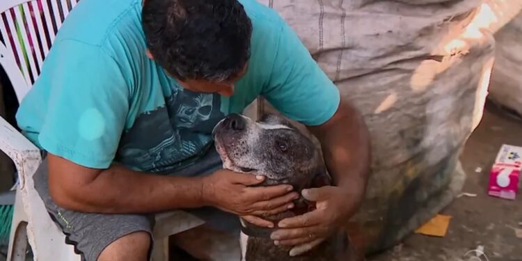 Reciclador de Porto Alegre resgata pitbull prestes a ser abandonado e animal o ajuda a vencer depressão