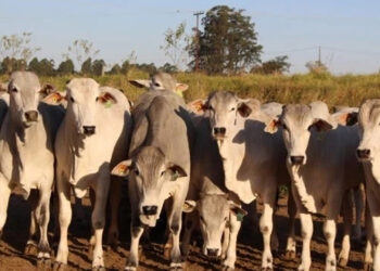 Boi: preços caem com aumento da oferta e real forte