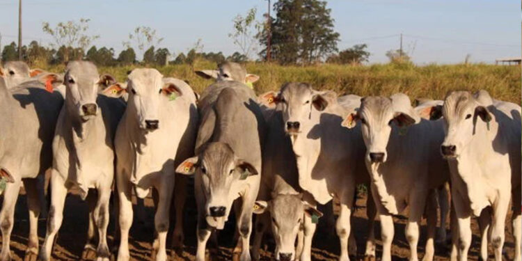 Boi: preços caem com aumento da oferta e real forte