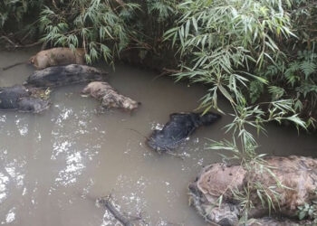 BM Ambiental localiza diversos cães mortos no município de Barracão