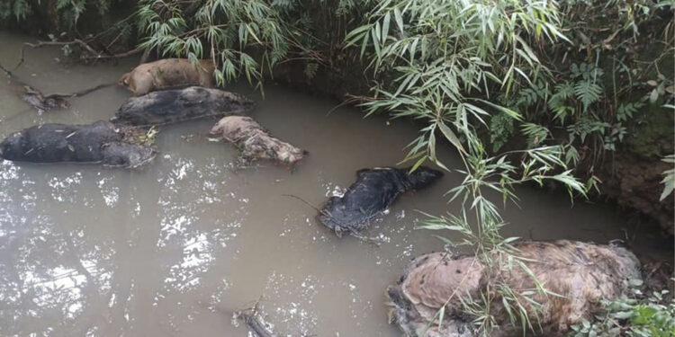 BM Ambiental localiza diversos cães mortos no município de Barracão