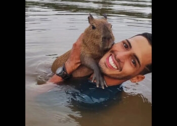 Influencer Agenor Tupinambá entrega capivara Filó ao Ibama, em Manaus