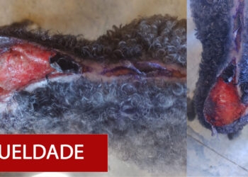 Cachorra sofre crueldade com água quente em Nova Roma do Sul e Brigada Militar atende ocorrência.