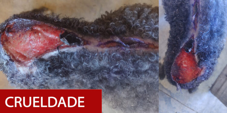 Cachorra sofre crueldade com água quente em Nova Roma do Sul e Brigada Militar atende ocorrência.