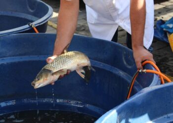 Pelo menos quatro cidades da Serra realizam feira do peixe vivo da Semana Santa