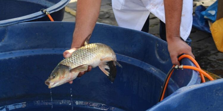 Pelo menos quatro cidades da Serra realizam feira do peixe vivo da Semana Santa