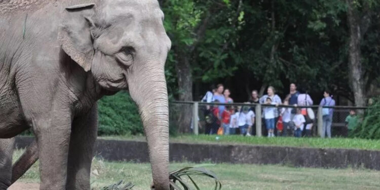 Parque Zoológico abrirá excepcionalmente na segunda (1º) para comemorar 61 anos de existência