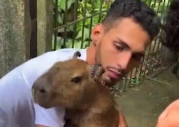 Capivara Filó é devolvida a influencer do Amazonas após decisão judicial