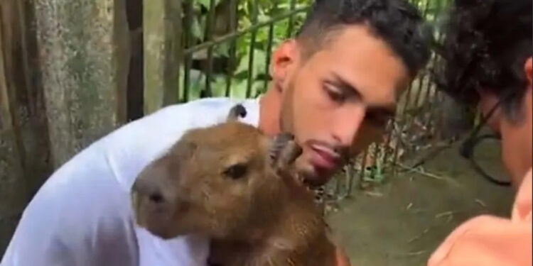 Capivara Filó é devolvida a influencer do Amazonas após decisão judicial