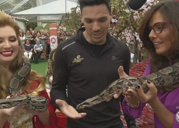 Jiboia de 1,80 metro é destaque da Femaçã de Veranópolis