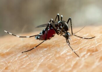 Mosquitos geneticamente modificados são usados em projeto para conter avanço da dengue no RS