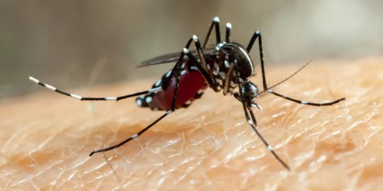 Mosquitos geneticamente modificados são usados em projeto para conter avanço da dengue no RS