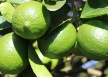 Limões brasileiros vendidos na Europa são identificados com substância potencialmente cancerígena