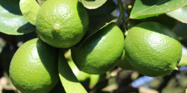 Limões brasileiros vendidos na Europa são identificados com substância potencialmente cancerígena
