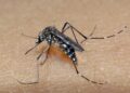 Segunda morte por dengue em 2023 é confirmada no RS
