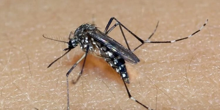 Segunda morte por dengue em 2023 é confirmada no RS