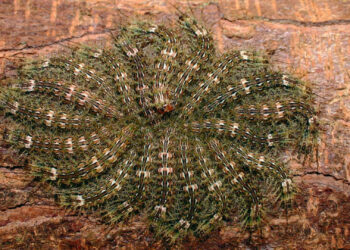 Contato com taturana leva agricultor do interior de Nova Roma do Sul para o hospital