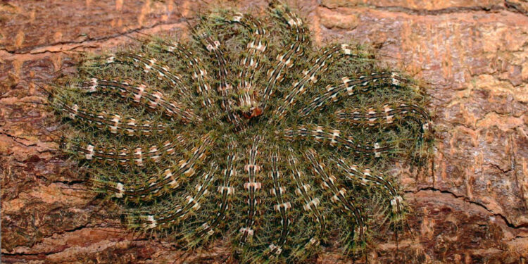 Contato com taturana leva agricultor do interior de Nova Roma do Sul para o hospital