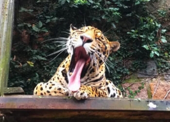 Zoológico de Sapucaia do Sul abre nesta segunda para comemorar aniversário de 61 anos