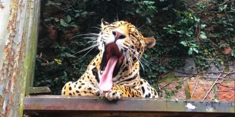 Zoológico de Sapucaia do Sul abre nesta segunda para comemorar aniversário de 61 anos