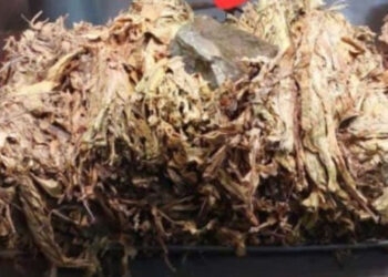 Comprador de fumo de Camaquã encontra pedra de 13 quilos em fardo, sofrendo prejuízo financeiro