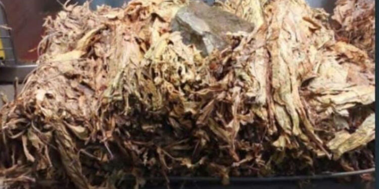 Comprador de fumo de Camaquã encontra pedra de 13 quilos em fardo, sofrendo prejuízo financeiro