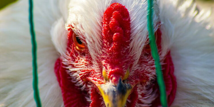 Ministério da Saúde confirma caso suspeito de gripe aviária em homem no ES