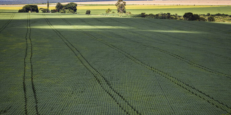 Senado aprova mudança no cálculo do preço mínimo de produtos agrícolas