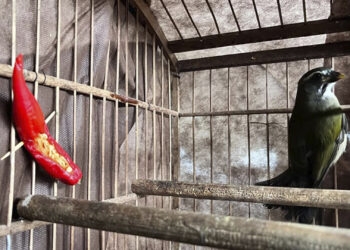 Homem é detido, em Canela, por manter pássaros silvestres em cativeiro