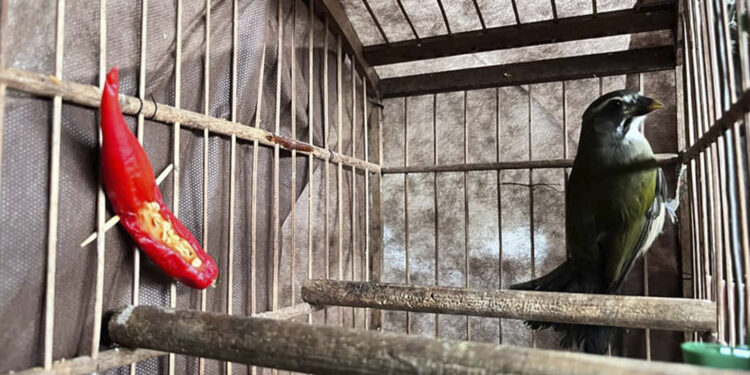 Homem é detido, em Canela, por manter pássaros silvestres em cativeiro