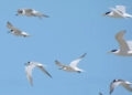 Brasil registra mais dois casos de gripe aviária em aves silvestres