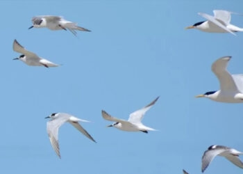 Brasil registra mais dois casos de gripe aviária em aves silvestres