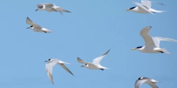 Brasil registra mais dois casos de gripe aviária em aves silvestres
