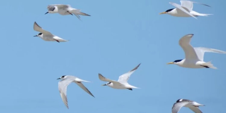 Brasil registra mais dois casos de gripe aviária em aves silvestres