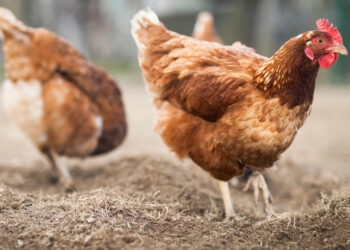 Rio Grande do Sul registra primeiro foco de gripe aviária em aves silvestres