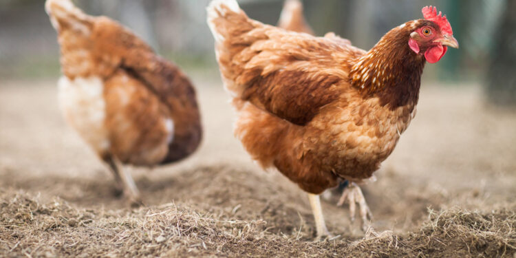 Rio Grande do Sul registra primeiro foco de gripe aviária em aves silvestres