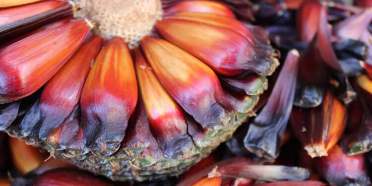 Queda na safra do pinhão na Serra faz preços dispararem